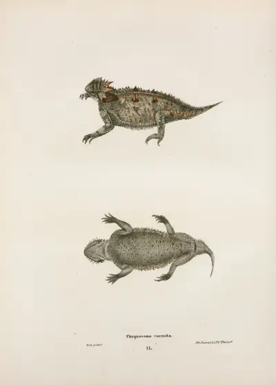 Phrynosoma cornuta. av John Edwards Holbrook