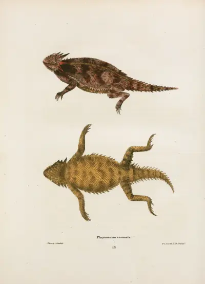 Phrynosoma coronata. av John Edwards Holbrook