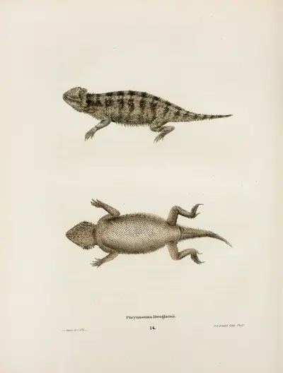 Phrynosoma Douglassii. av John Edwards Holbrook