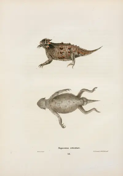 Phrynosoma orbiculare. av John Edwards Holbrook