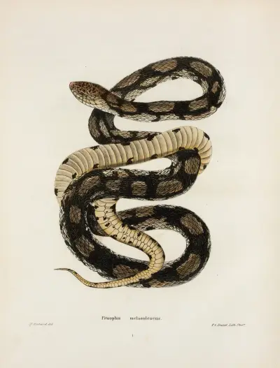 Pituophis melanoleucus. av John Edwards Holbrook