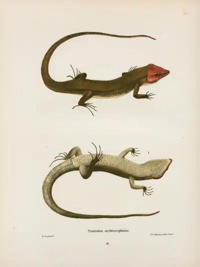Plestiodon erythrocephalus. av John Edwards Holbrook