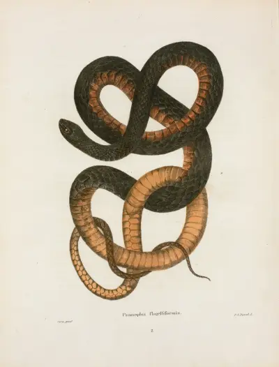 Psammophis flagelliformis. av John Edwards Holbrook