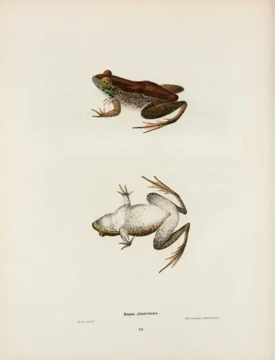 Rana clamitans av John Edwards Holbrook
