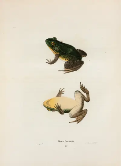 Rana fontinalis av John Edwards Holbrook