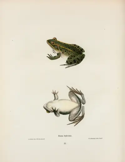 Rana halecina av John Edwards Holbrook