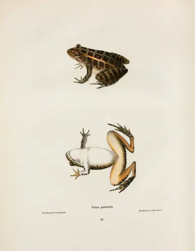 Rana palustris av John Edwards Holbrook