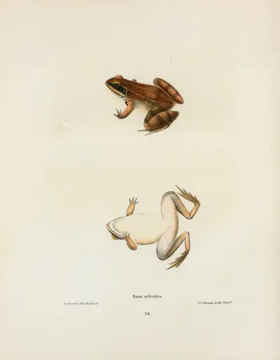Rana sylvatica av John Edwards Holbrook