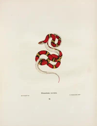 Rhinostoma coccinea. av John Edwards Holbrook
