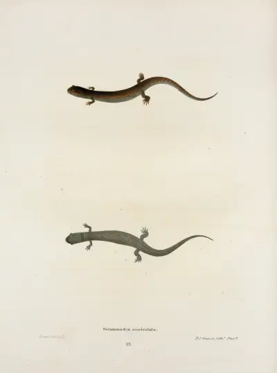 Salamandra auriculata av John Edwards Holbrook