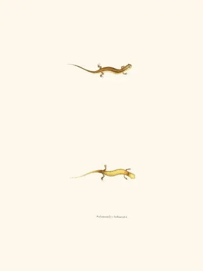 Salamandra bilineata av John Edwards Holbrook