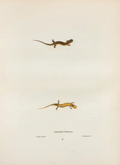 Salamandra bilineata av John Edwards Holbrook