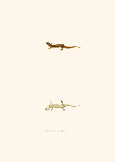 Salamandra cirrigera av John Edwards Holbrook