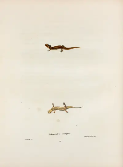 Salamandra cirrigera av John Edwards Holbrook
