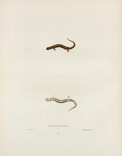 Salamandra erythronota av John Edwards Holbrook