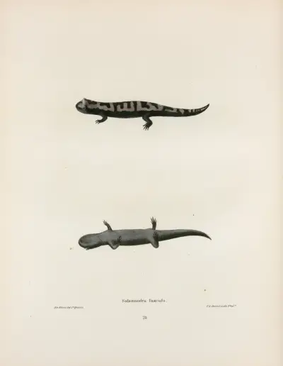 Salamandra fasciata av John Edwards Holbrook