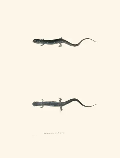 Salamandra glutinosa av John Edwards Holbrook