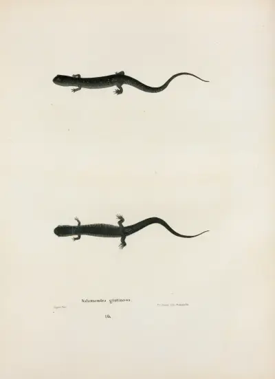 Salamandra glutinosa av John Edwards Holbrook