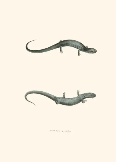 Salamandra granulata av John Edwards Holbrook