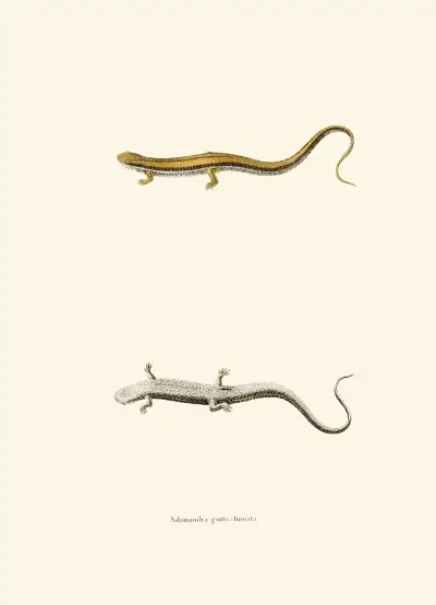Salamandra gutto-lineata av John Edwards Holbrook