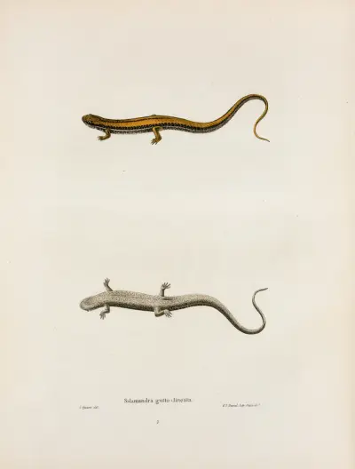 Salamandra gutto-lineata av John Edwards Holbrook