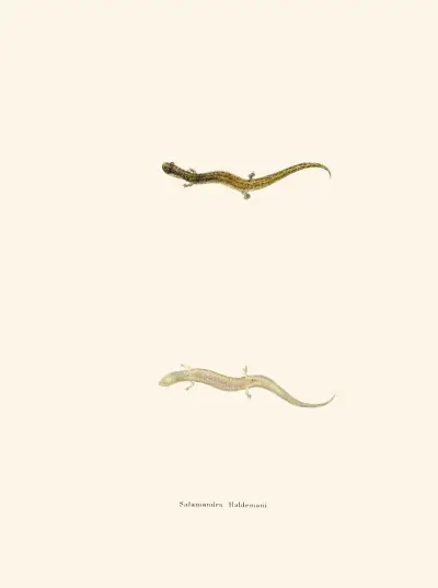 Salamandra Haldemani av John Edwards Holbrook