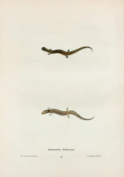 Salamandra Haldemani av John Edwards Holbrook