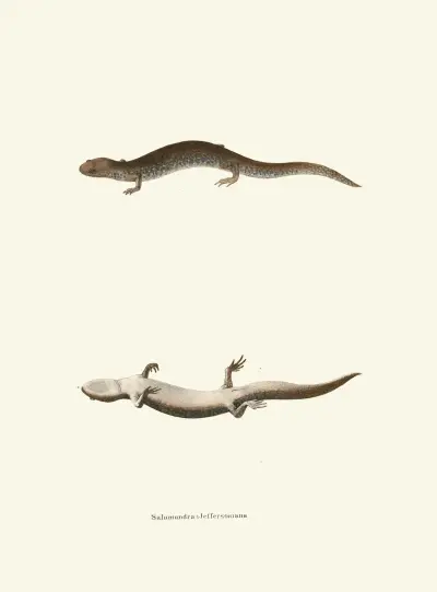 Salamandra Jeffersoniana av John Edwards Holbrook