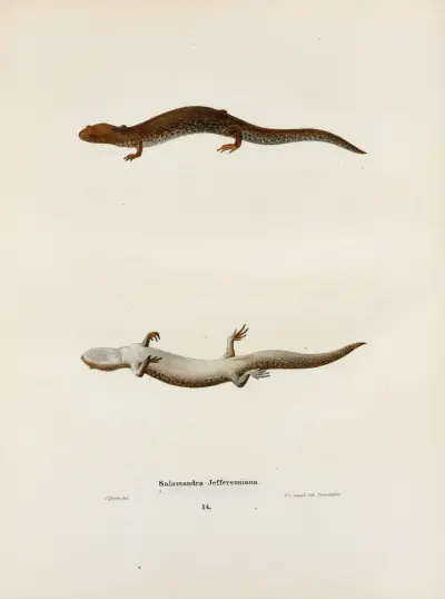 Salamandra Jeffersoniana av John Edwards Holbrook