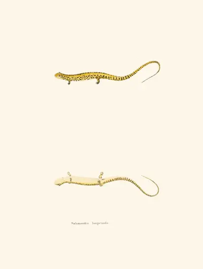 Salamandra longicauda av John Edwards Holbrook