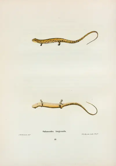 Salamandra longicauda av John Edwards Holbrook