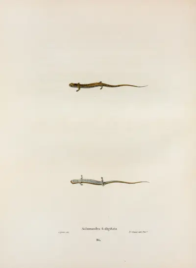 Salamandra quadridigitata av John Edwards Holbrook