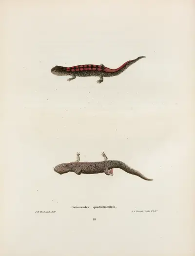 Salamandra quadrimaculata av John Edwards Holbrook