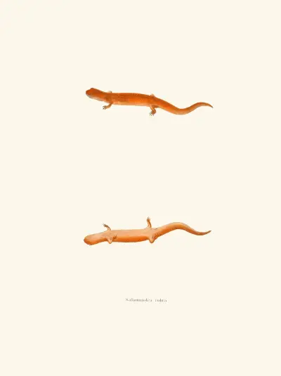 Salamandra rubra av John Edwards Holbrook