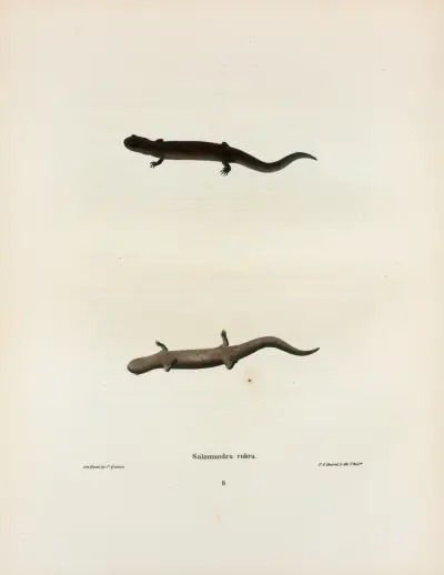 Salamandra rubra av John Edwards Holbrook