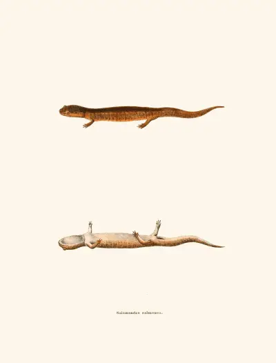 Salamandra salmonea av John Edwards Holbrook