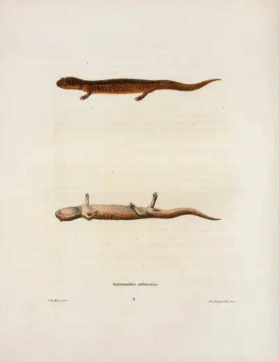 Salamandra salmonea av John Edwards Holbrook