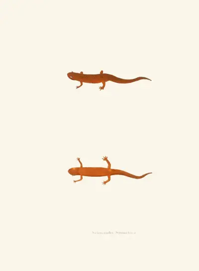 Salamandra symmetrica av John Edwards Holbrook