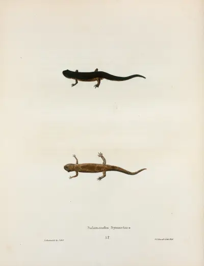 Salamandra symmetrica, 1842 – Nr. 1 von John Edwards Holbrook