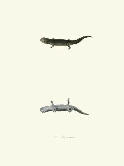 Salamandra talpoidea av John Edwards Holbrook