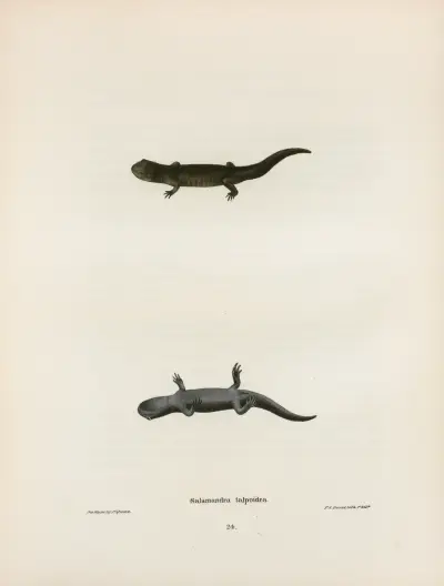 Salamandra talpoidea av John Edwards Holbrook