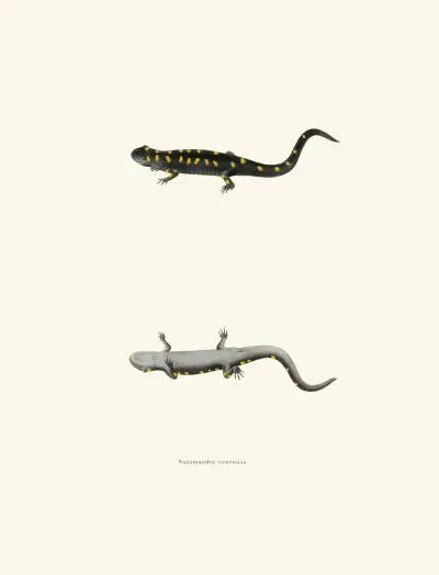 Salamandra venenosa av John Edwards Holbrook