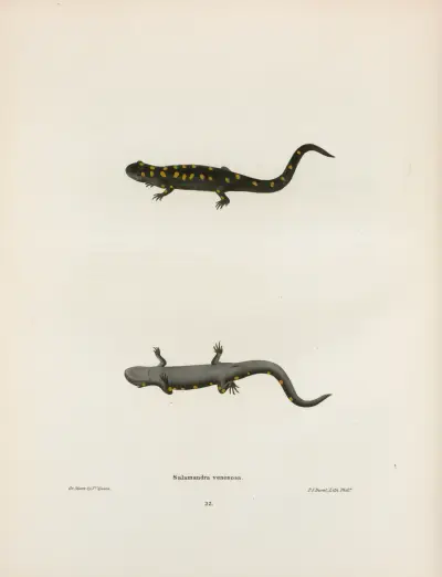 Salamandra venenosa av John Edwards Holbrook