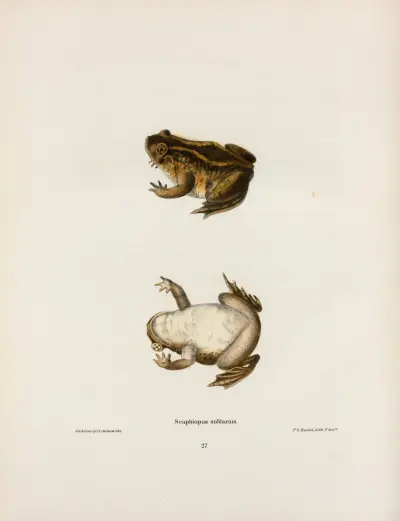 Scaphiopus solitarius av John Edwards Holbrook