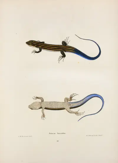 Scincus fasciatus. av John Edwards Holbrook
