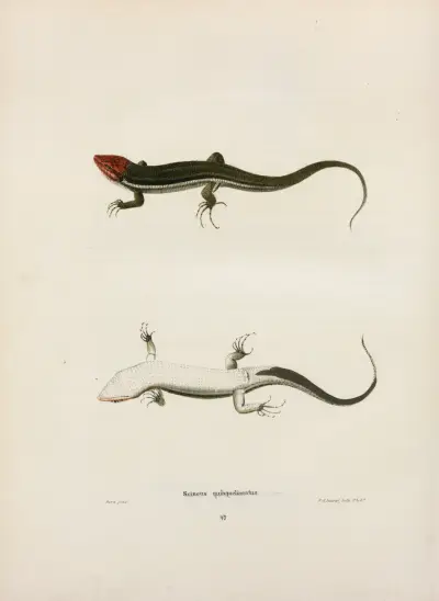 Scincus quinquelineatus. av John Edwards Holbrook