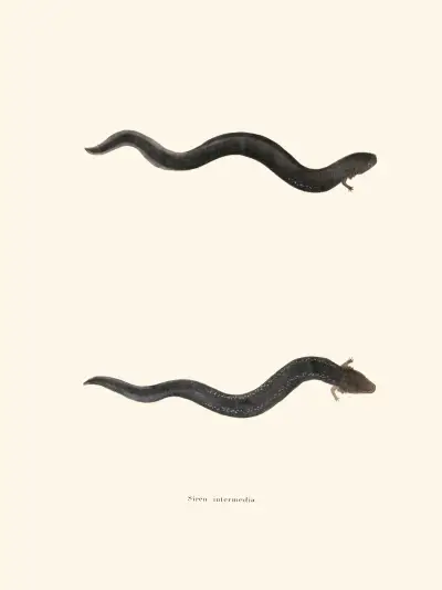 Siren intermedia av John Edwards Holbrook