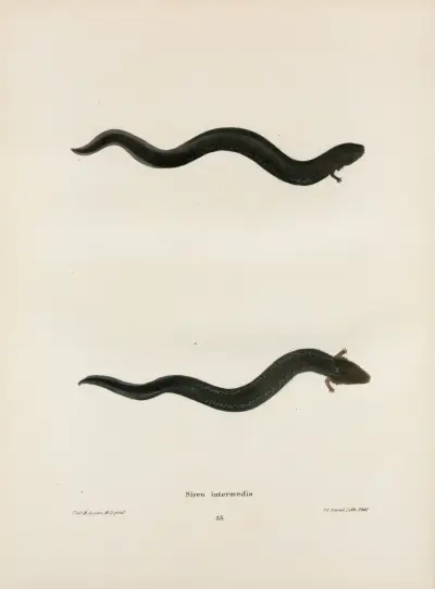 Siren intermedia av John Edwards Holbrook
