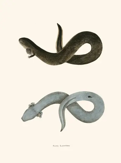 Siren lacertina av John Edwards Holbrook