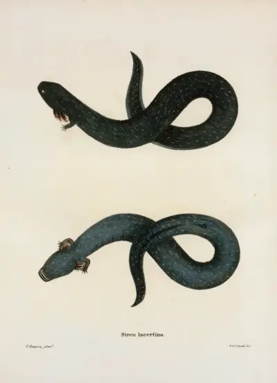 Siren lacertina av John Edwards Holbrook